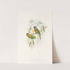 The Birds of New Guinea and the adjacent Papuan islands Pl.06 by John Gould