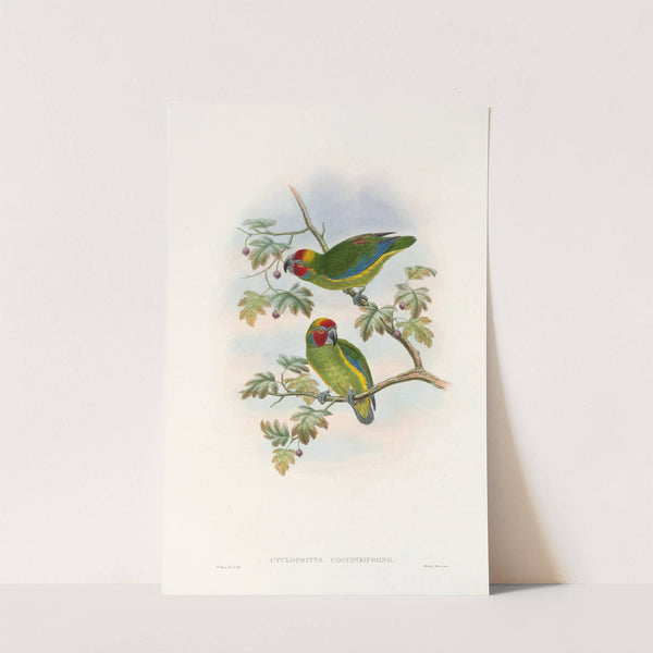The Birds of New Guinea and the adjacent Papuan islands Pl.08 by John Gould