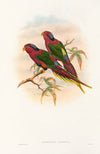 The Birds of New Guinea and the adjacent Papuan islands Pl.12