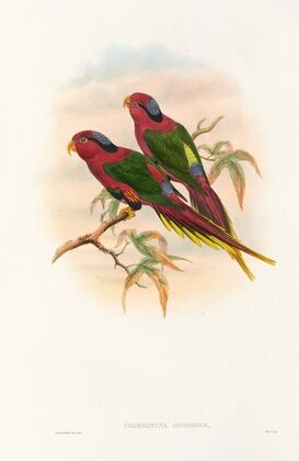 The Birds of New Guinea and the adjacent Papuan islands Pl.12