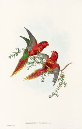 The Birds of New Guinea and the adjacent Papuan islands Pl.13