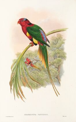 The Birds of New Guinea and the adjacent Papuan islands Pl.14
