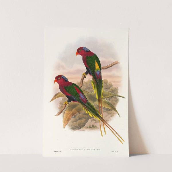 The Birds of New Guinea and the adjacent Papuan islands Pl.15 by John Gould