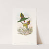 The Birds of New Guinea and the adjacent Papuan islands Pl.16 by John Gould
