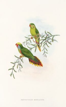 The Birds of New Guinea and the adjacent Papuan islands Pl.17