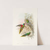 The Birds of New Guinea and the adjacent Papuan islands Pl.20 by John Gould