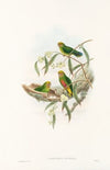 The Birds of New Guinea and the adjacent Papuan islands Pl.21