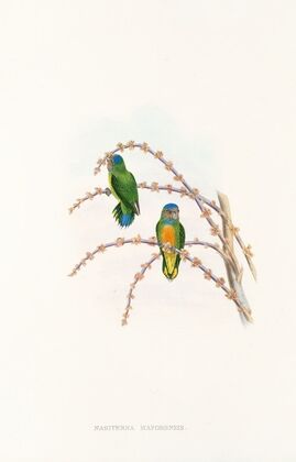 The Birds of New Guinea and the adjacent Papuan islands Pl.22