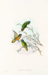 The Birds of New Guinea and the adjacent Papuan islands Pl.23