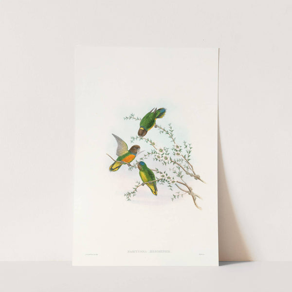 The Birds of New Guinea and the adjacent Papuan islands Pl.23 by John Gould