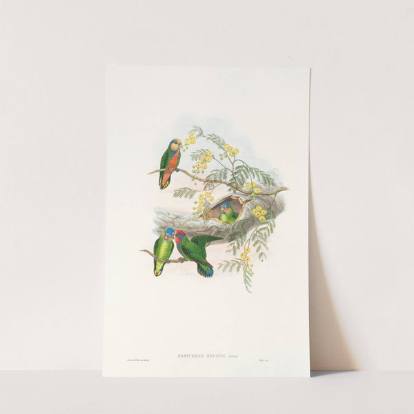 The Birds of New Guinea and the adjacent Papuan islands Pl.24 by John Gould