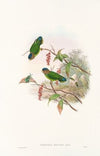 The Birds of New Guinea and the adjacent Papuan islands Pl.25