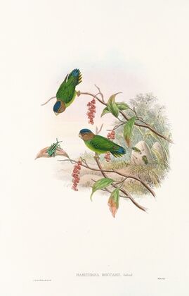 The Birds of New Guinea and the adjacent Papuan islands Pl.25