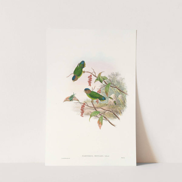 The Birds of New Guinea and the adjacent Papuan islands Pl.25 by John Gould