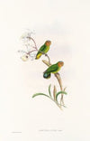 The Birds of New Guinea and the adjacent Papuan islands Pl.26