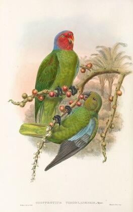 The Birds of New Guinea and the adjacent Papuan islands Pl.30