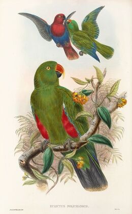 The Birds of New Guinea and the adjacent Papuan islands Pl.31