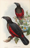 The Birds of New Guinea and the adjacent Papuan islands Pl.33