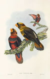 The Birds of New Guinea and the adjacent Papuan islands Pl.34