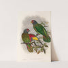 The Birds of New Guinea and the adjacent Papuan islands Pl.38 by John Gould