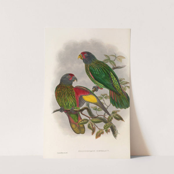 The Birds of New Guinea and the adjacent Papuan islands Pl.38 by John Gould