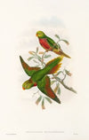 The Birds of New Guinea and the adjacent Papuan islands Pl.42