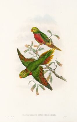 The Birds of New Guinea and the adjacent Papuan islands Pl.42