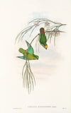 The Birds of New Guinea and the adjacent Papuan islands Pl.43