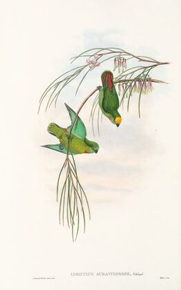 The Birds of New Guinea and the adjacent Papuan islands Pl.43