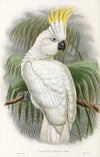 The Birds of New Guinea and the adjacent Papuan islands Pl.44
