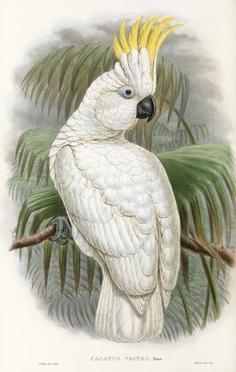 The Birds of New Guinea and the adjacent Papuan islands Pl.44