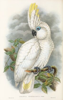 The Birds of New Guinea and the adjacent Papuan islands Pl.45