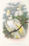 The Birds of New Guinea and the adjacent Papuan islands Pl.47