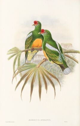 The Birds of New Guinea and the adjacent Papuan islands Pl.50