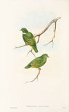 The Birds of New Guinea and the adjacent Papuan islands Pl.51