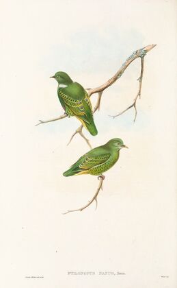 The Birds of New Guinea and the adjacent Papuan islands Pl.51