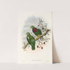 The Birds of New Guinea and the adjacent Papuan islands Pl.54 by John Gould