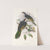 The Birds of New Guinea and the adjacent Papuan islands Pl.56 by John Gould