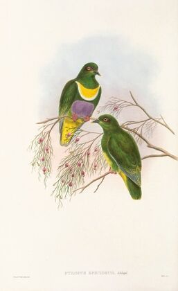 The Birds of New Guinea and the adjacent Papuan islands Pl.57
