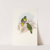 The Birds of New Guinea and the adjacent Papuan islands Pl.57 by John Gould
