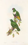 The Birds of New Guinea and the adjacent Papuan islands Pl.59