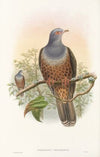 The Birds of New Guinea and the adjacent Papuan islands Pl.60