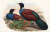 The Birds of New Guinea and the adjacent Papuan islands Pl.61