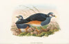 The Birds of New Guinea and the adjacent Papuan islands Pl.62