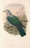 The Birds of New Guinea and the adjacent Papuan islands Pl.64