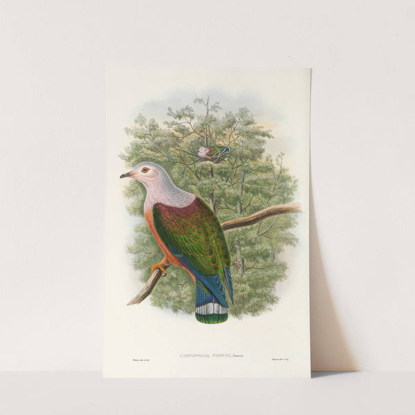The Birds of New Guinea and the adjacent Papuan islands Pl.65 by John Gould