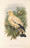 The Birds of New Guinea and the adjacent Papuan islands Pl.66