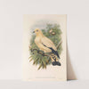 The Birds of New Guinea and the adjacent Papuan islands Pl.66 by John Gould