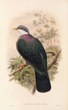 The Birds of New Guinea and the adjacent Papuan islands Pl.67
