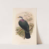 The Birds of New Guinea and the adjacent Papuan islands Pl.67 by John Gould